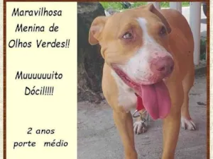Cachorro raça SRD-ViraLata idade 2 anos nome Mel