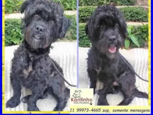 Cachorro raça SRD-ViraLata idade 2 anos nome Joaquim