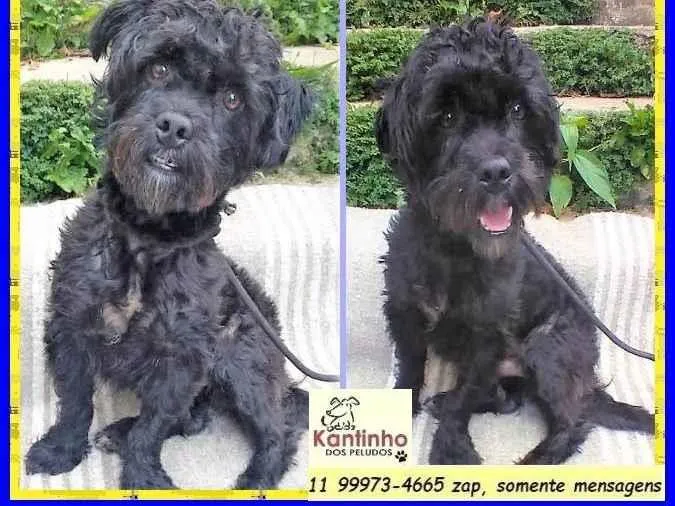 Cachorro ra a SRD-ViraLata idade 2 anos nome Joaquim