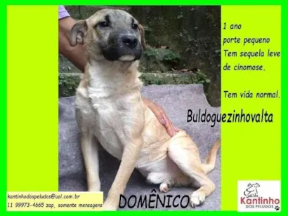 Cachorro raça SRD-ViraLata idade 1 ano nome Domênico