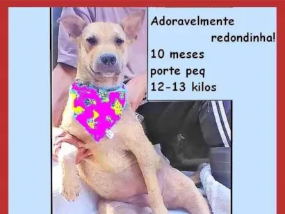 Cachorro raça SRD-ViraLata idade 7 a 11 meses nome Bolota