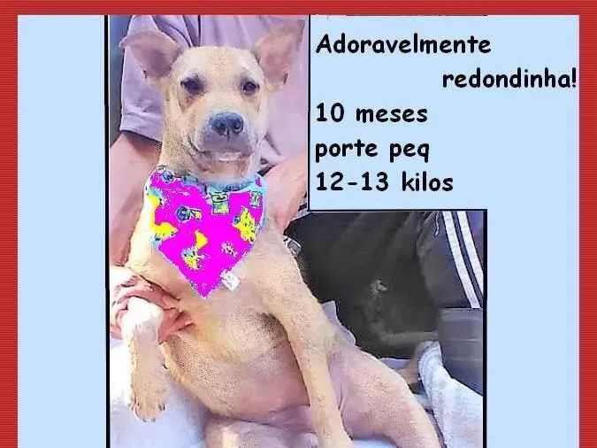 Cachorro ra a SRD-ViraLata idade 7 a 11 meses nome Bolota