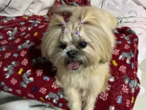 Cachorro raça Shitzu idade 4 anos nome LAUREN
