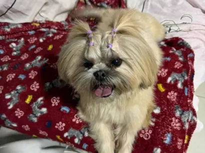 Cachorro raça Shitzu idade 4 anos nome LAUREN