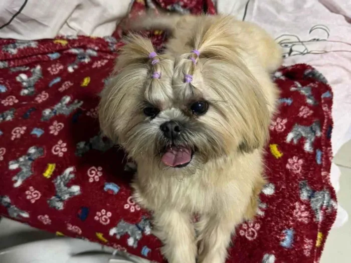 Cachorro ra a Shitzu idade 4 anos nome LAUREN