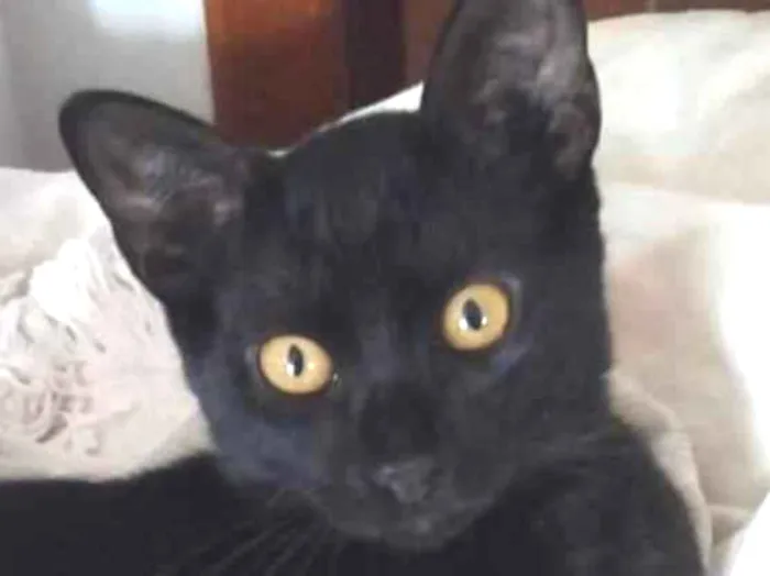 Gato ra a SRD-ViraLata idade 2 a 6 meses nome Gael