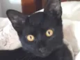 Gael