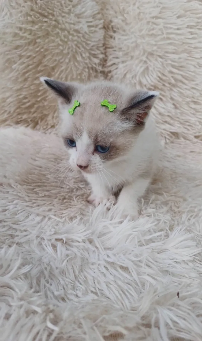 Gato ra a Siamês idade Abaixo de 2 meses nome Filipinho siames adocao