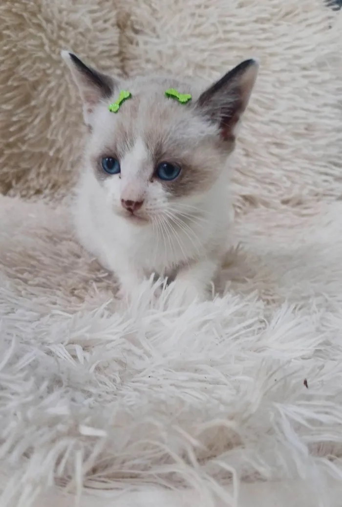 Gato ra a Siamês idade Abaixo de 2 meses nome Filipinho siames adocao