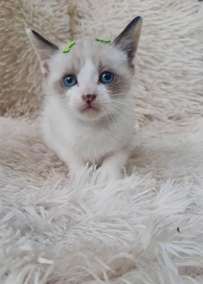 Gato ra a Siamês idade Abaixo de 2 meses nome Filipinho siames adocao