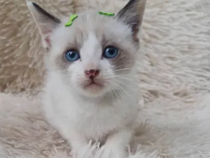 Gato raça Siamês idade Abaixo de 2 meses nome Filipinho siames adocao