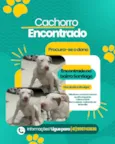 Pitbull branco com mancha marrom no olho esquerdo 