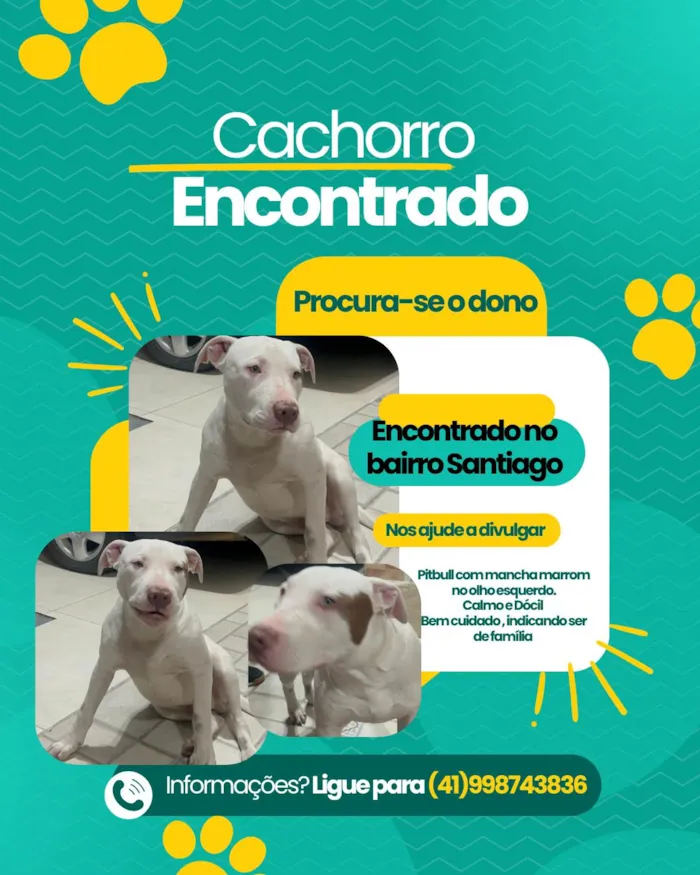Cachorro ra a Pit-Bull idade 2 a 6 meses nome Pitbull branco com mancha marrom no olho esquerdo 