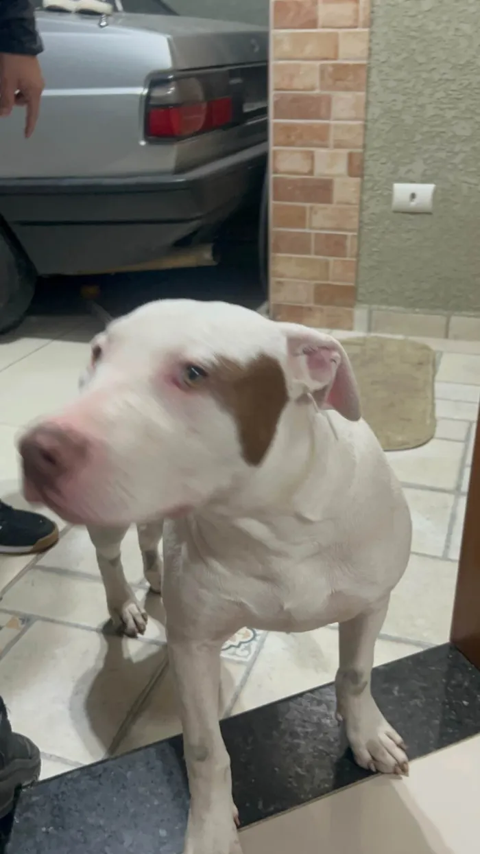 Cachorro ra a Pit-Bull idade 2 a 6 meses nome Pitbull branco com mancha marrom no olho esquerdo 
