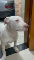 Pitbull branco com mancha marrom no olho esquerdo 