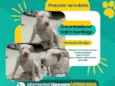 Pitbull branco com mancha marrom no olho esquerdo 