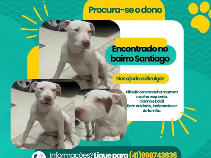 Cachorro ra a Pit-Bull idade 2 a 6 meses nome Pitbull branco com mancha marrom no olho esquerdo 