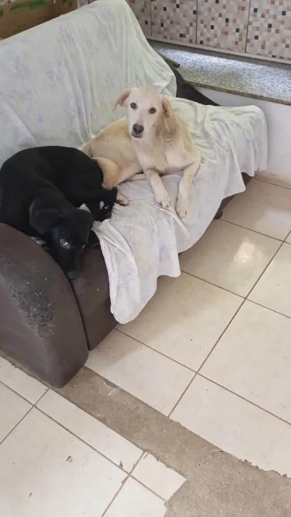 Cachorro raça SRD-ViraLata idade 7 a 11 meses nome Boris e Veludo 