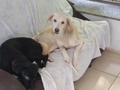 Cachorro raça SRD-ViraLata idade 7 a 11 meses nome Boris e Veludo 