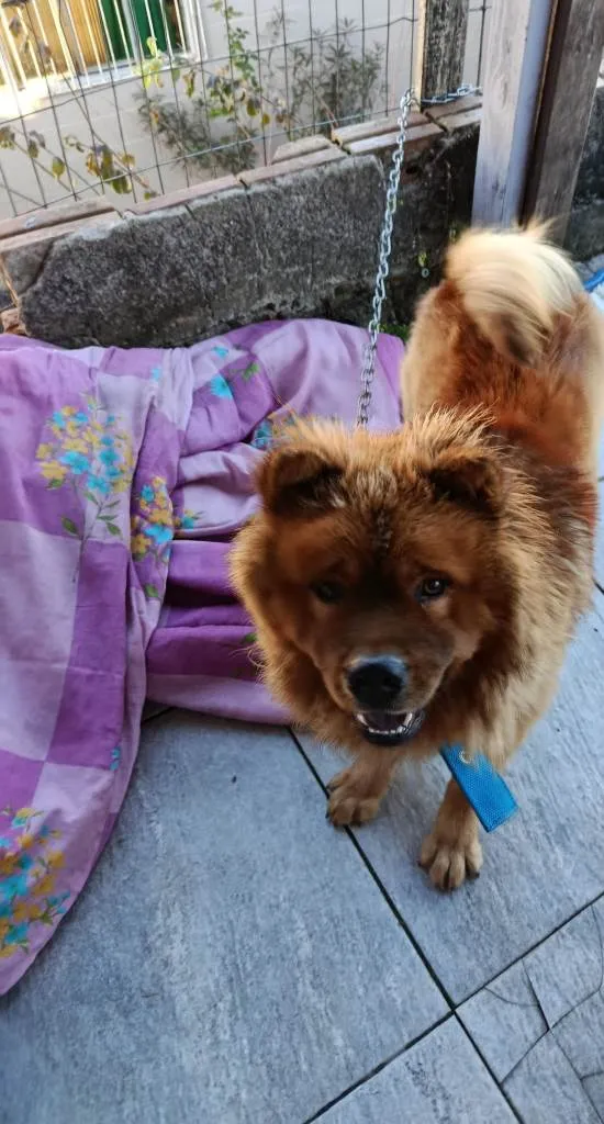Cachorro ra a Chow Chow idade 7 a 11 meses nome Nick