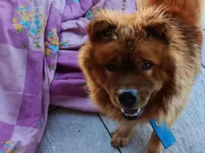 Cachorro raça Chow Chow idade 7 a 11 meses nome Nick