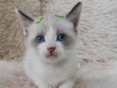 Gato raça Siamês idade Abaixo de 2 meses nome Filipinho siames adocao