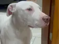 Pitbull branco com mancha marrom no olho esquerdo 