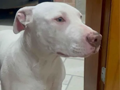 Cachorro raça Pit-Bull idade 2 a 6 meses nome Pitbull branco com mancha marrom no olho esquerdo 