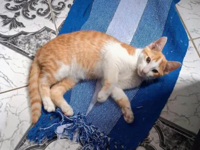 Gato raça SRD-ViraLata idade 7 a 11 meses nome Logan