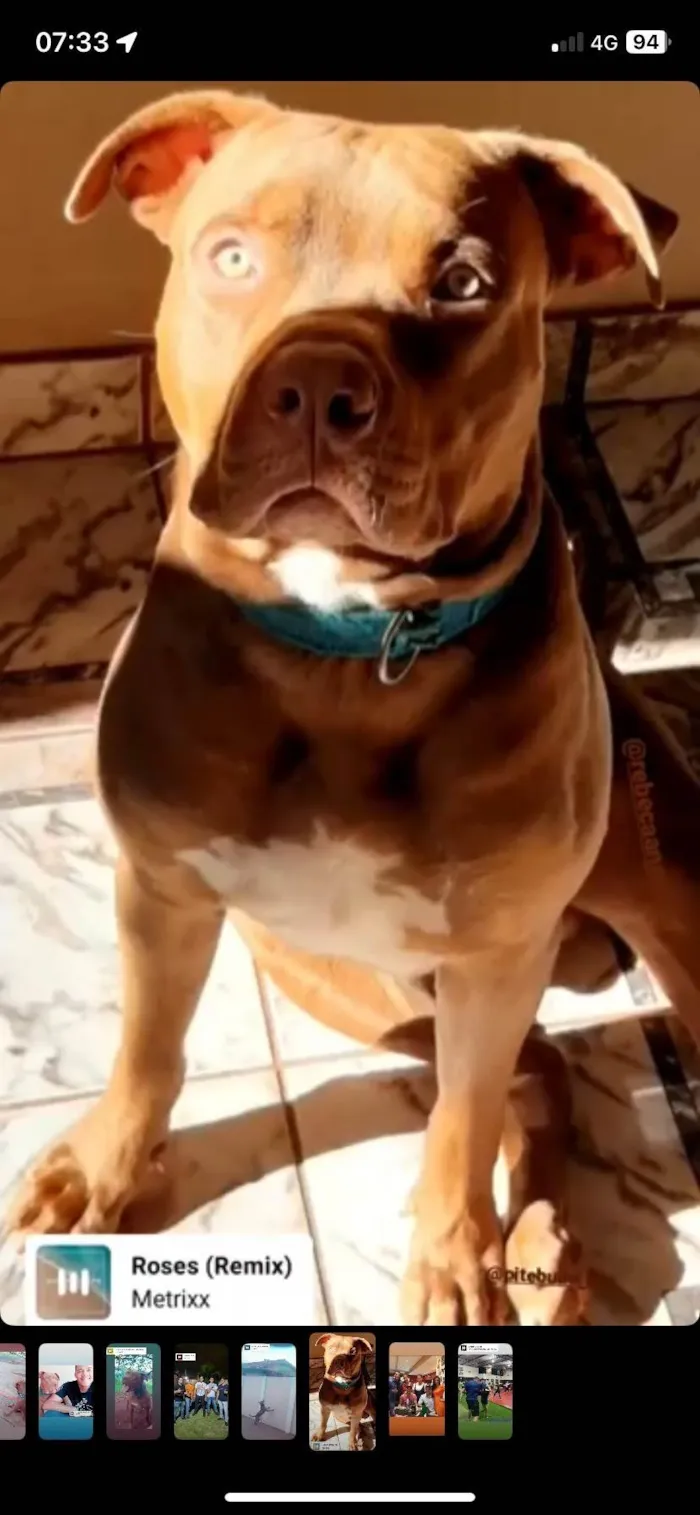 Cachorro ra a Pit-Bull idade 4 anos nome Leonardo Stalonne 