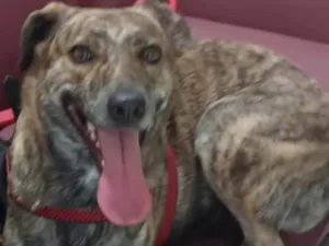 Cachorro raça SRD-ViraLata idade 2 anos nome Zarah