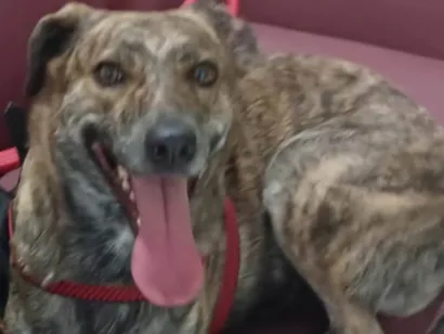 Cachorro raça SRD-ViraLata idade 2 anos nome Zarah
