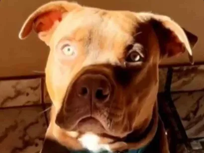 Cachorro raça Pit-Bull idade 4 anos nome Leonardo Stalonne 