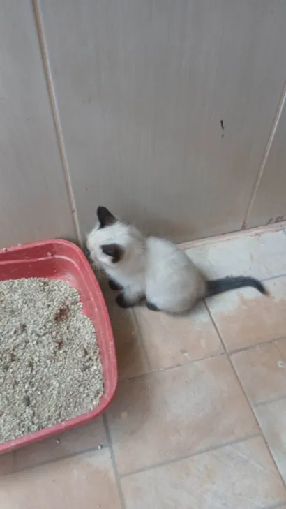 Gato raça Siamês idade 2 a 6 meses nome Não dei momento a eles