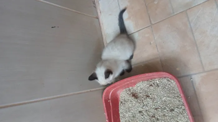 Gato ra a Siamês idade 2 a 6 meses nome Não dei momento a eles