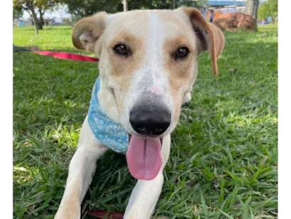 Cachorro raça SRD-ViraLata idade 2 anos nome Apollo