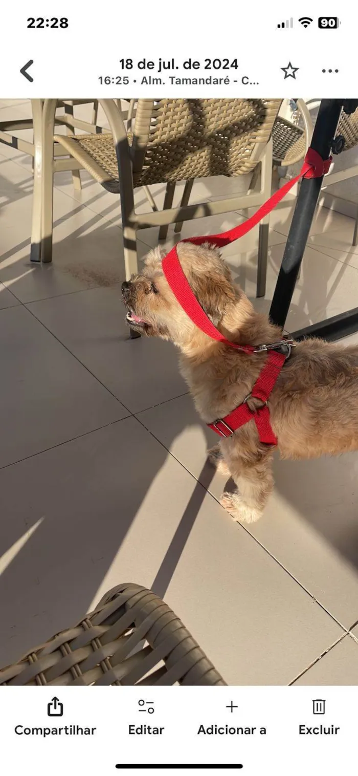 Cachorro ra a SRD-ViraLata idade 5 anos nome Babu