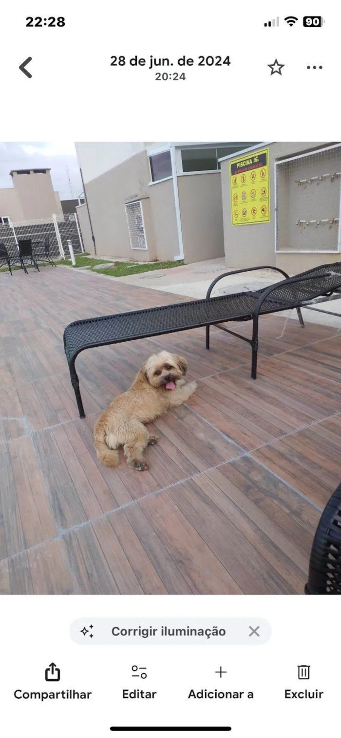 Cachorro ra a SRD-ViraLata idade 5 anos nome Babu