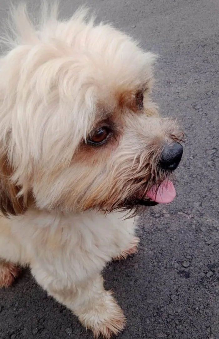 Cachorro ra a SRD-ViraLata idade 5 anos nome Babu