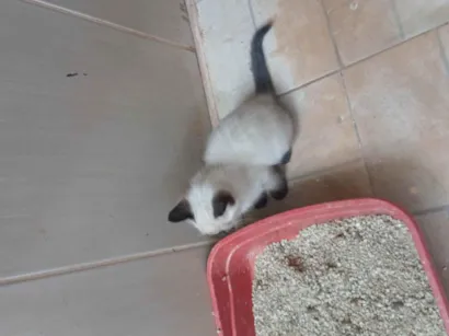 Gato raça Siamês idade 2 a 6 meses nome Não dei momento a eles