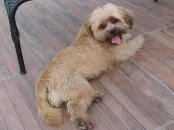 Cachorro raça SRD-ViraLata idade 5 anos nome Babu