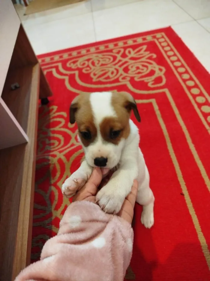 Cachorro ra a SRD-ViraLata idade Abaixo de 2 meses nome Coragem