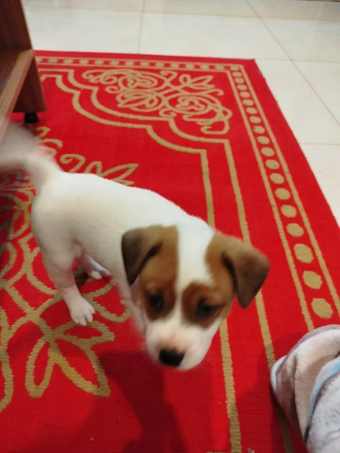 Cachorro ra a SRD-ViraLata idade Abaixo de 2 meses nome Coragem