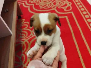 Cachorro raça SRD-ViraLata idade Abaixo de 2 meses nome Coragem