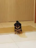 Osvaldo