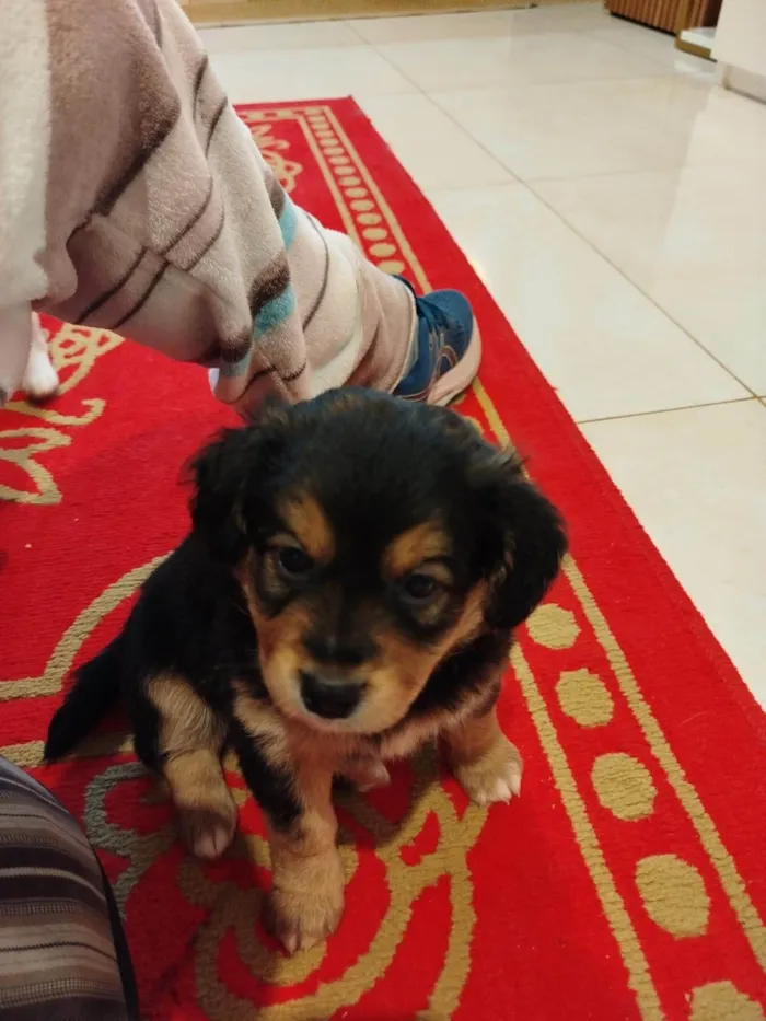 Cachorro ra a SRD-ViraLata idade Abaixo de 2 meses nome Osvaldo 