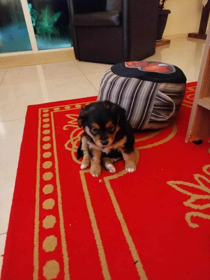 Cachorro ra a SRD-ViraLata idade Abaixo de 2 meses nome Osvaldo 