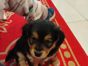 Cachorro raça SRD-ViraLata idade Abaixo de 2 meses nome Osvaldo 