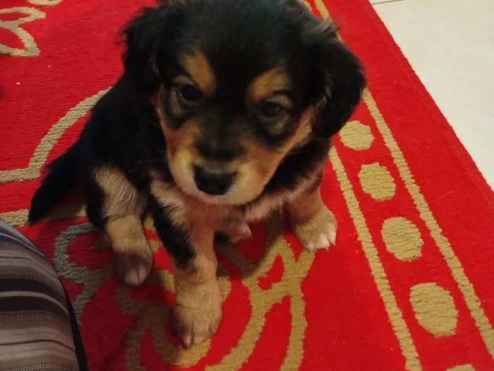 Cachorro ra a SRD-ViraLata idade Abaixo de 2 meses nome Osvaldo 