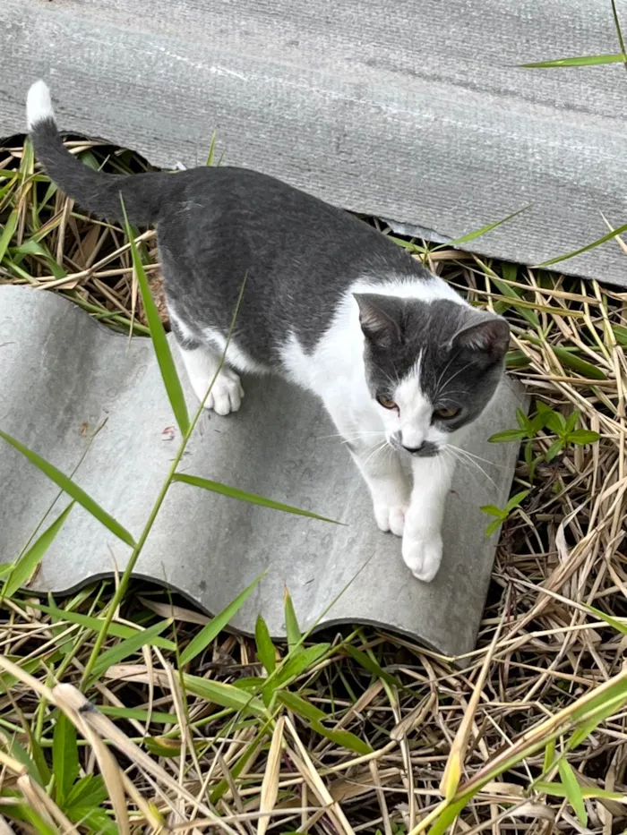 Gato ra a SRD-ViraLata idade 7 a 11 meses nome Gato macho
